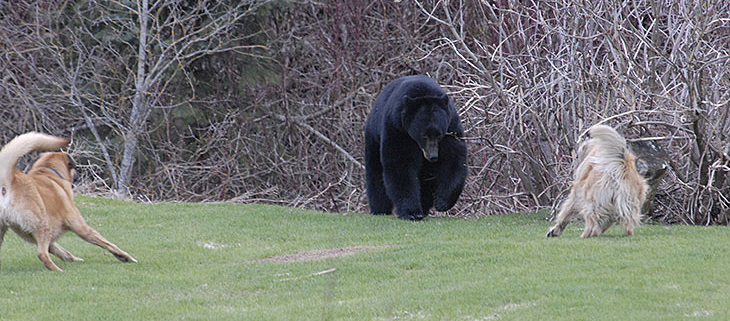 Dogs & Bears – Not an Ideal Situation