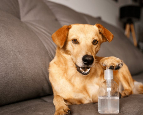 Dogs & Hand Sanitizer Poisoning