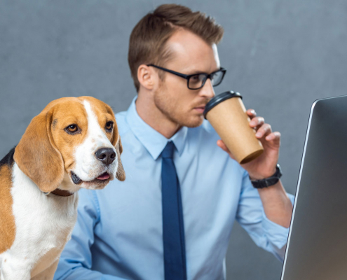 Dogs in the Workplace – What You Need to Know! 