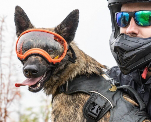 Eye Protection for Dogs 