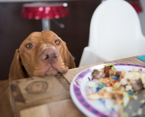 Help! My Dog Is Begging at the Dinner Table.