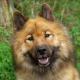 Spotlight Breed Eurasier 