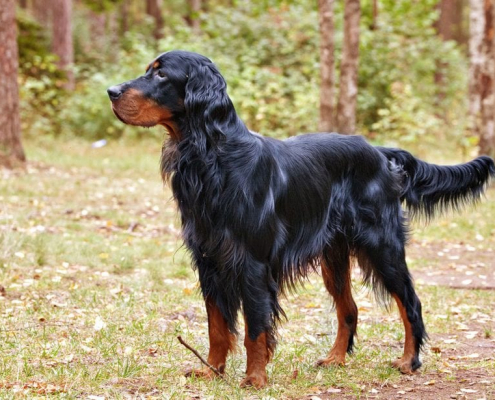 Spotlight Breed Gordon Setter 