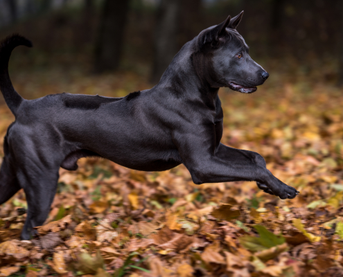 Spotlight Breed Thai Ridgeback 