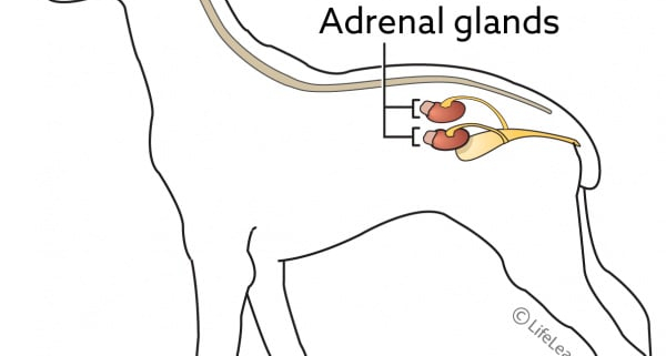 Addison’s Disease in Dogs