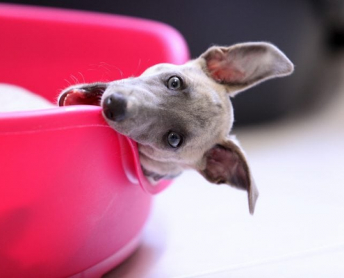 Are All Dog Beds Chew-Proof