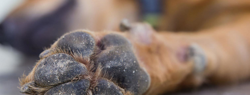 Dog Hyperkeratosis 