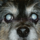 Dogs & Cataracts 