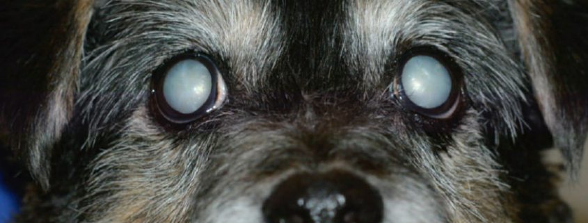 Dogs & Cataracts 