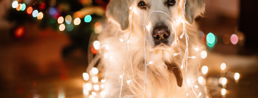 Dogs & Holiday Decorations