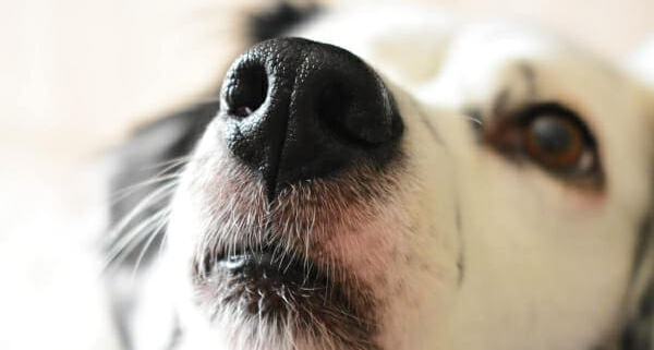 Dry Dog Noses in the Winter