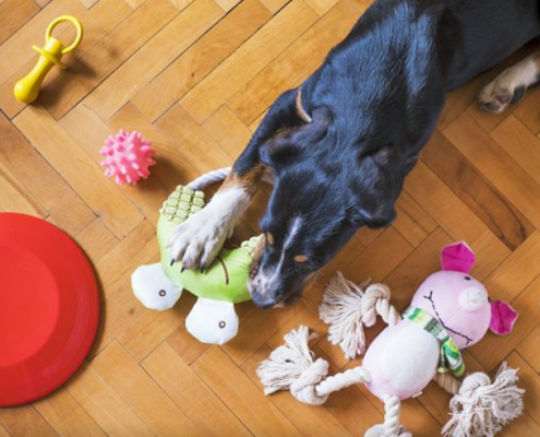 Eco-friendly Dog Toys 