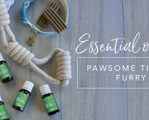 Essential Oils for Anxious Dogs