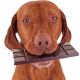 Help! My Dog Ate Chocolate. What do I do 