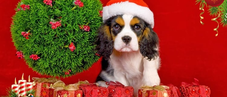 Holiday Gift Ideas for Dogs 