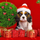 Holiday Gift Ideas for Dogs 