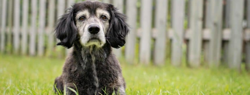 Improving the Lifespan of a Senior Dog