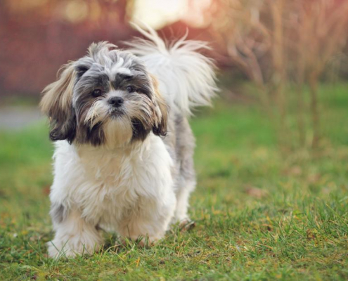 Spotlight Breed Shih Tzu 