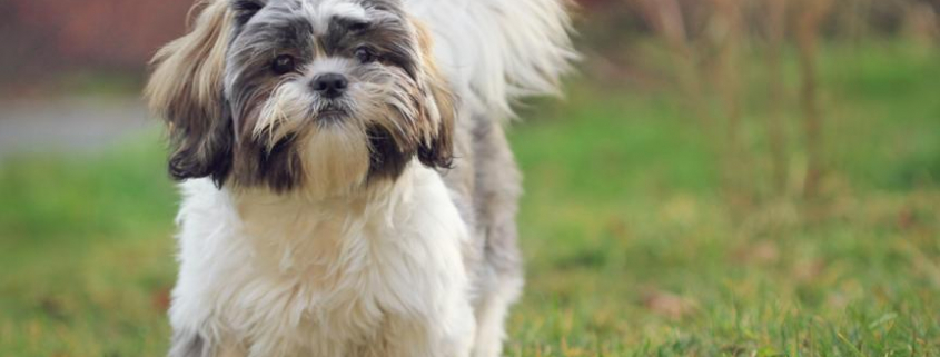 Spotlight Breed Shih Tzu 