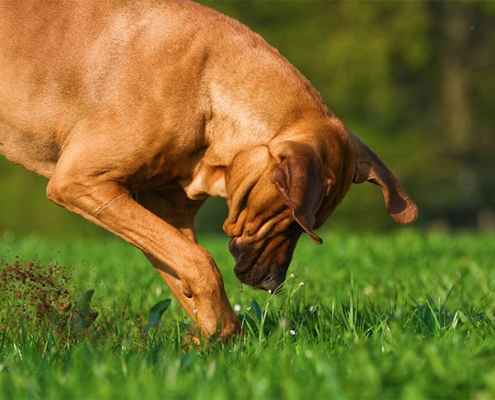 Why Do Dogs Hide Food, Treats, and Toys