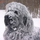 Best Cold Weather Dogs  
