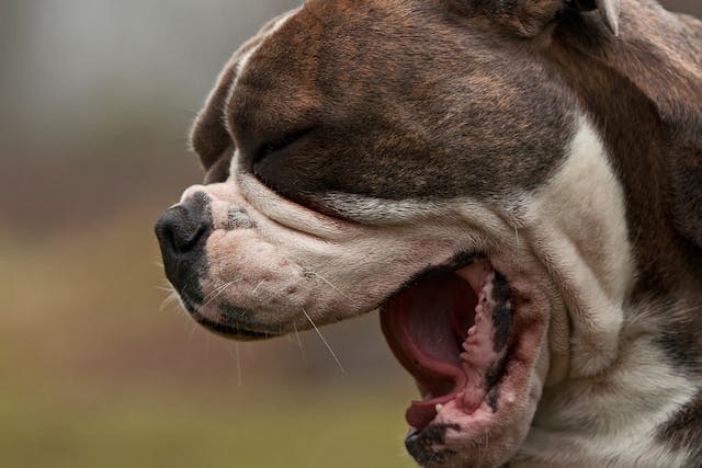 Common Causes of Choking in Pets - Hot Dog on a Leash