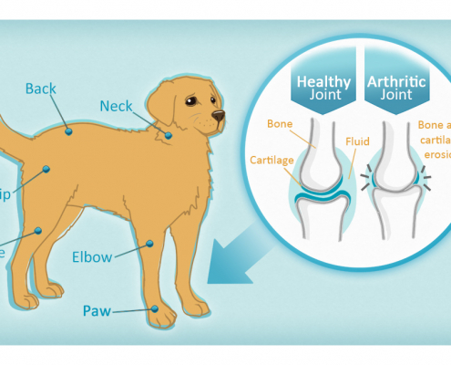 Dog Arthritis