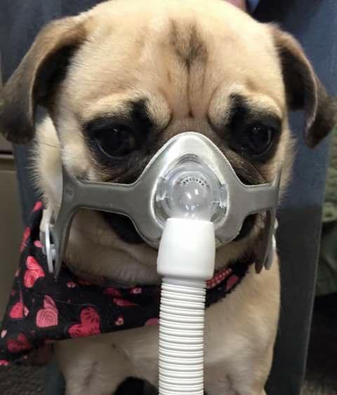 Dog Sleep Apnea Hot Dog On A Leash