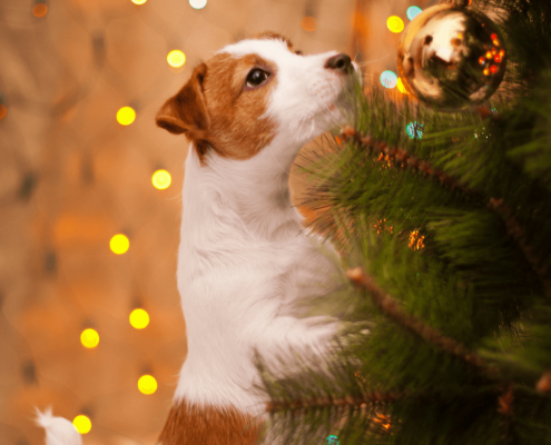 Dogs & Christmas Trees