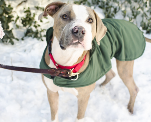 Dogs & Cold Weather – Important Things to Know 