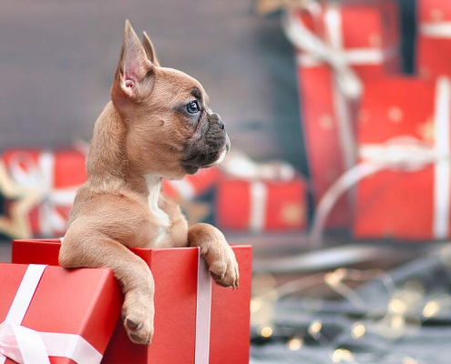 Giving a Dog as a Christmas Gift – Things to Consider