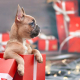 Giving a Dog as a Christmas Gift – Things to Consider