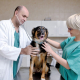 Important Qualities that Veterinarians Should Have 