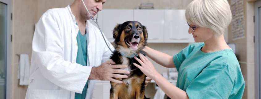 Important Qualities that Veterinarians Should Have 