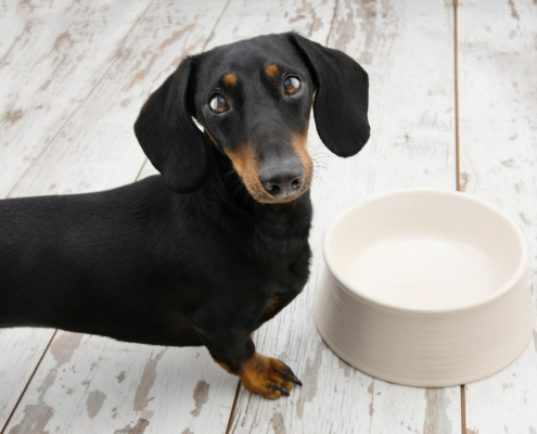 Intermittent Fasting for Dogs – Is This a Thing