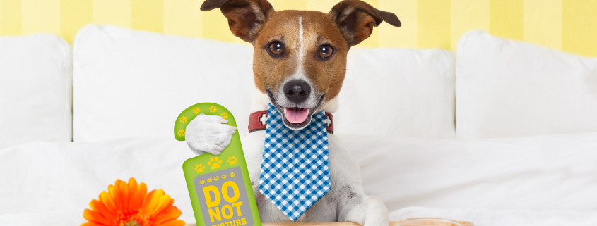 Pet-Friendly Hotel Etiquette 