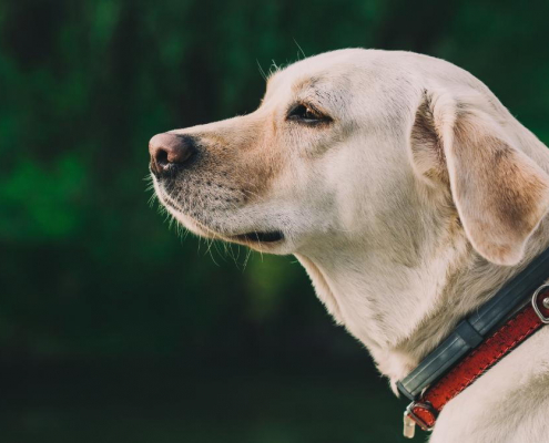 Should My Dog Wear a Collar at All Times 