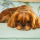 Spotlight Breed English Toy Spaniel 