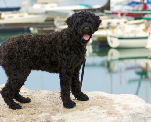 Spotlight Breed Portuguese Water Dog 