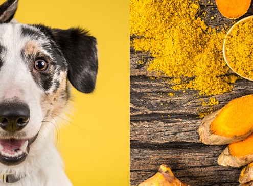 Turmeric for Dogs