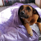 Weighted Blankets for Dog Anxiety 