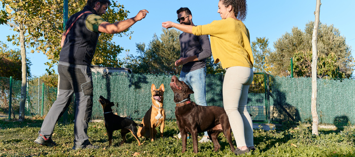 The Benefits of Group Dog Training Socialization and Learning Together