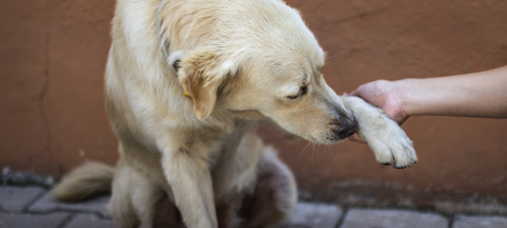 Dogs and Stepping on Glass: Preventing and Addressing Paw Injuries