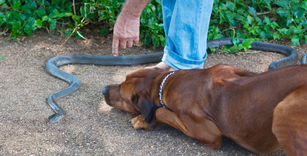 Dogs and the Dangers of Snakes