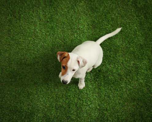 Dog-Friendly Grass Turf: Ensuring Safety and Happiness