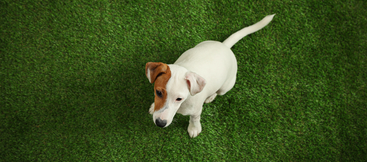 Dog-Friendly Grass Turf: Ensuring Safety and Happiness