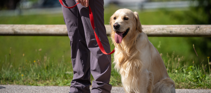 The Importance of Basic Obedience Training for Dogs