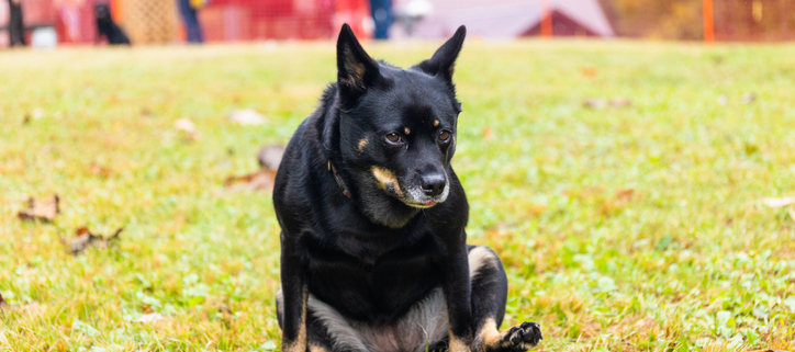 Dogs and Scooting: Understanding the Causes and Taking Appropriate Action