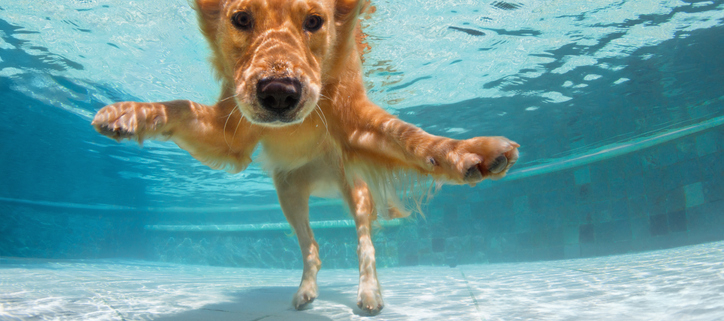 Dogs and Chlorine: Things to Consider