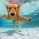 Dogs and Chlorine: Things to Consider